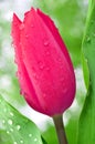 Dewy tulip Royalty Free Stock Photo