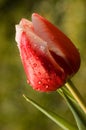Dewy tulip