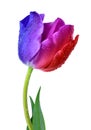 Dewy tulip Royalty Free Stock Photo