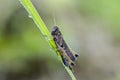 Dewy woodland grasshopper on grass in field