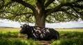Dexter bull resting under a large oak tree in summertime Royalty Free Stock Photo