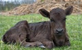 Dexter Calf Resting in the Pasture