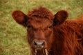 Dexter Calf