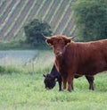 Dexter cattle pair Royalty Free Stock Photo