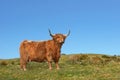 Dexter Highland Cow Royalty Free Stock Photo