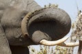 Dexterous African Elephant trunk.