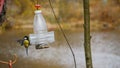 Dexterous little bird titmouse hovers at the feeder