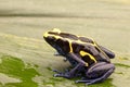 Deying poison dart frog Dendrobates tinctorius Royalty Free Stock Photo