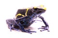 Deying poison dart frog Dendrobates tinctorius Royalty Free Stock Photo
