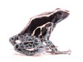 Deying poison dart frog, Dendrobates tinctorius powder blue Royalty Free Stock Photo