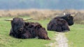 Twee Schotse Hooglanders in de vrije natuur