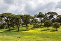 A beautiful forest in mugla