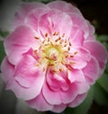 Dgital download of Macro of beautifulll pink rose Royalty Free Stock Photo