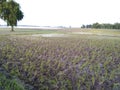 Dhaan agriculture farming ziri flood water rainy crop rice Basmati pusa trees earth