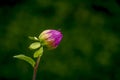 Dhalia Flowers Purple - Budding