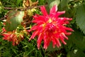 Dhalia in garden 3 Royalty Free Stock Photo