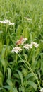 Dhania flower in wheats farm Royalty Free Stock Photo