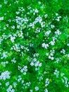 Coriander white flower and natural wallpaper background quality green sunlight. Parsa Nepal Royalty Free Stock Photo