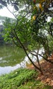 Dhanmondi Lake