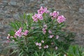 Dharwad or Wild Milk Ross Flower