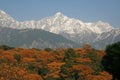 Dhauladhar Himalayas view from Tea Garden Royalty Free Stock Photo