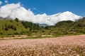 Dhaulagiri himal with buckwheat field Royalty Free Stock Photo