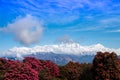 Dhaulagiri mountain and Rhododendron tree view from the top of Poonhill in Annapurna conservation area. Royalty Free Stock Photo