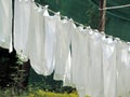 White clothes hanging to dry at Dhobi Ghat, Mumbai, India Royalty Free Stock Photo