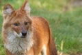 A Dhole also known as a Red Dog Royalty Free Stock Photo