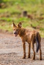 Dhole, or Asian wild dog, is seen in the Jungle parks of India Royalty Free Stock Photo