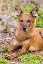 Dhole, or Asian wild dog, seen in the Jungle parks of India Royalty Free Stock Photo