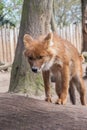 The dhole, Asiatic Wild Dog, red dog, whistling dog Royalty Free Stock Photo