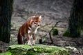 Dhole (Cuon alpinus) Royalty Free Stock Photo