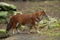 Dhole (Cuon alpinus) Royalty Free Stock Photo