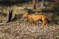 The dhole (Cuon alpinus) or Asian wild dog running. Royalty Free Stock Photo