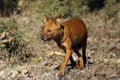 The dhole (Cuon alpinus) or Asian wild dog Royalty Free Stock Photo