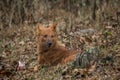 Dhole - Cuon alpinus, beautiful iconic Indian Wild Dog from South and Southeast Asian forests and jungles Royalty Free Stock Photo