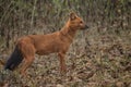 Dhole - Cuon alpinus, beautiful iconic Indian Wild Dog from South and Southeast Asian forests and jungles Royalty Free Stock Photo