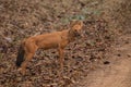 Dhole - Cuon alpinus, beautiful iconic Indian Wild Dog from South and Southeast Asian forests and jungles Royalty Free Stock Photo