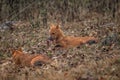 Dhole - Cuon alpinus, beautiful iconic Indian Wild Dog from South and Southeast Asian forests and jungles Royalty Free Stock Photo