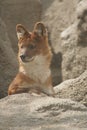 Dhole - Cuon alpinus lepturus Royalty Free Stock Photo