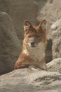 Dhole - Cuon alpinus lepturus Royalty Free Stock Photo