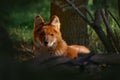 Dhole, Cuon alpinus lepturus, canid wild dog native to Central, South, East and Southeast Asia. Detail close-up portrait of orange