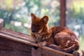 Dhole or Cuon alpinus, other English names for species include Indian wild dog, whistling dog, chennai, Asiatic wild dog, red wolf Royalty Free Stock Photo