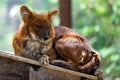 Dhole or Cuon alpinus, other English names for species include Indian wild dog, whistling dog, chennai, Asiatic wild dog, red wolf Royalty Free Stock Photo