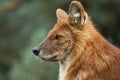 Dhole portrait Royalty Free Stock Photo