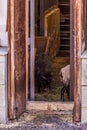 The dhole sittiDomestic sheep in the door of farm building.