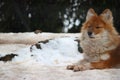 Dhole in snow Royalty Free Stock Photo