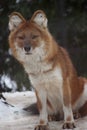 Dhole in snow Royalty Free Stock Photo