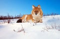 Dhole on snow Royalty Free Stock Photo